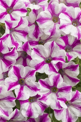 Petunia hybrid Supertunia Lovie Dovie