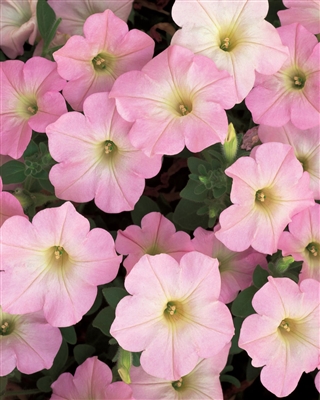 Petunia hybrid Supertunia&reg; Mini Appleblossom