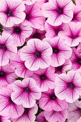 Petunia hybrid Supertunia&reg; Mini Rose Veined