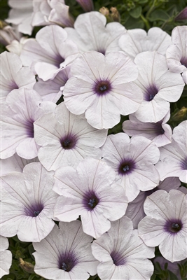 Petunia hybrid Supertunia&reg; Mini Silver