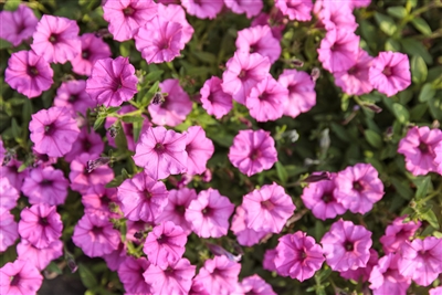 Petunia hybrid Supertunia&reg; Mini Vista&reg Hot Pink