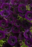 Petunia hybrid Supertunia&reg; Mini Vista&reg Midnight