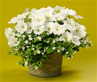 Petunia hybrid Supertunia&reg; Mini Vista White&reg;
