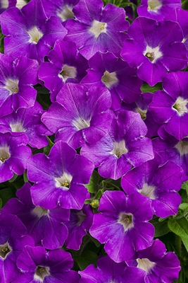 Petunia hybrid Supertunia&reg; Morning Glory Charm