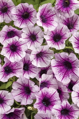 Petunia hybrid Supertunia Mulberry Charm