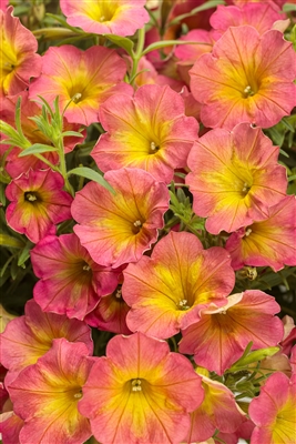 Petunia hybrid Supertunia&reg; Persimmon