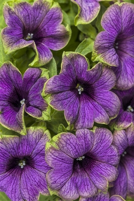 Petunia hybrid Supertunia&reg; Picasso In Blue