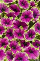 Petunia hybrid Supertunia Picasso in Purple