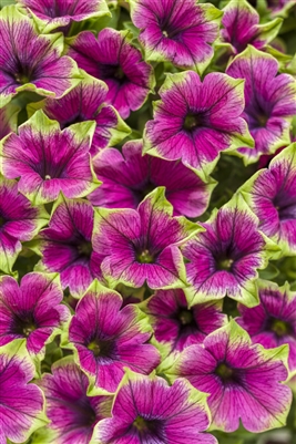 Petunia hybrid Supertunia Picasso in Purple