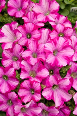 Petunia hybrid Supertunia&reg; Raspberry Blast&reg;