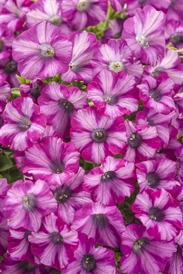 Petunia hybrid Supertunia&reg; Rose Blast Charm