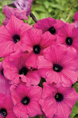 Petunia hybrid Supertunia&reg; Royal Magenta