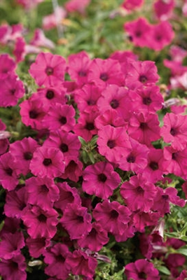 Petunia hybrid Supertunia&reg; Sangria Charm