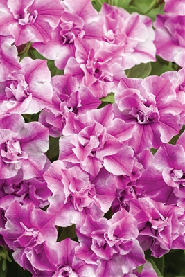 Petunia hybrid Supertunia&reg; Sharon Double Petunia