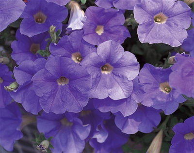 Petunia hybrid Surfinia&reg; Sky Blue