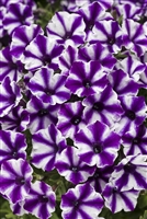 Petunia hybrid Supertunia&reg; Violet Star Charm