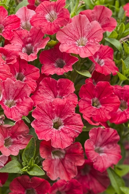 Petunia hybrid Supertunia&reg; Watermelon Charm