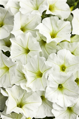 Petunia hybrid Supertunia&reg; White