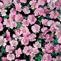 Petrorhagia illyriaca Tunic Flower Pink Starlets