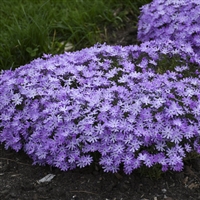 Phlox digitalis 'Bedazzled Lavender' Hybrid Spring