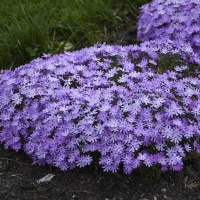 Phlox digitalis 'Bedazzled Lavender' Hybrid Spring