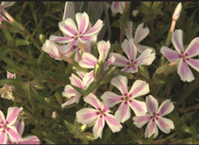 Phlox Creeping Candy Stripe