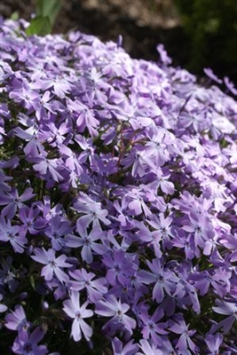 Phlox subulata Emerald Blue