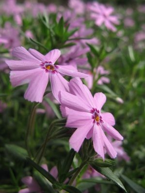 Phlox subulata Emerald Pink