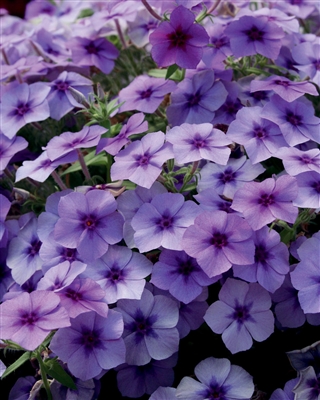 Phlox Intensia&reg; Blueberry