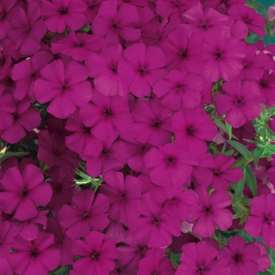 Phlox Intensia&reg; Cabernet