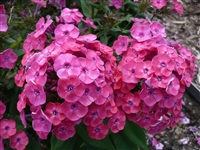 Phlox Medium Garden paniculata 'Junior Dance'