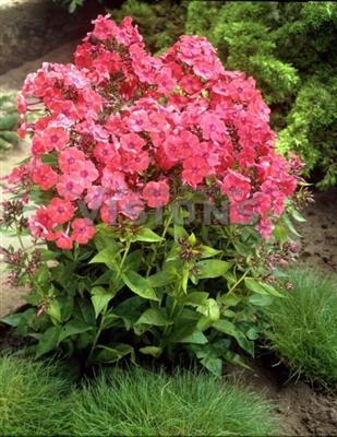 Phlox paniculata 'Orange Perfection'