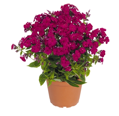 Phlox paniculata Ruby Flame