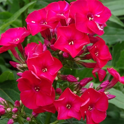 Phlox Flameâ„¢ Series paniculata 'Red'