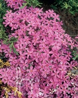 Phlox subulata Red Wing