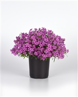 Phlox hybrida 'Spring Splash Violet'