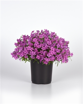 Phlox hybrida 'Spring Splash Violet'