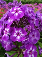 Phlox Tall Garden paniculata 'Laura'