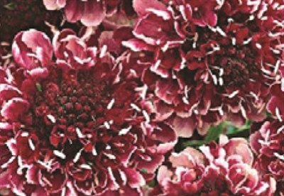 Pincushion Flower Scabiosa Beaujolais Bonnets