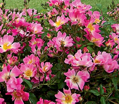 Shrub Rose The Pink Drift&reg; Rose