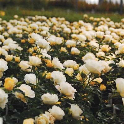 Shrub Rose Popcorn Drift Rose