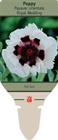 Poppy Papaver orientale 'Royal Wedding'