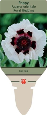 Poppy Papaver orientale 'Royal Wedding'