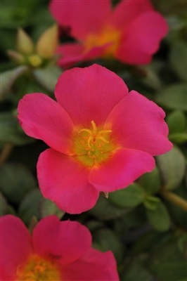 Moss Rose Portulaca Purslane RioGrande