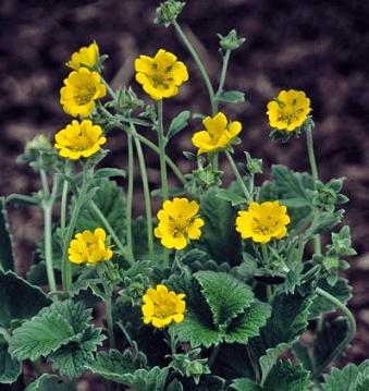 Potentilla atrosanguinea Himalayan Cinquefoil Golden Starlit