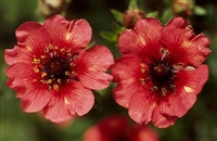 Potentilla nepalensis Shogran