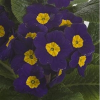 Primula x polyantha Primrose 'Supernova Blue'