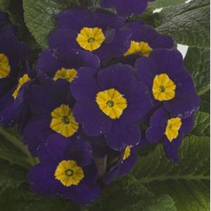 Primula x polyantha Primrose 'Supernova Blue'