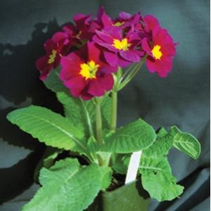 Primula x polyantha Primrose 'Supernova Red'