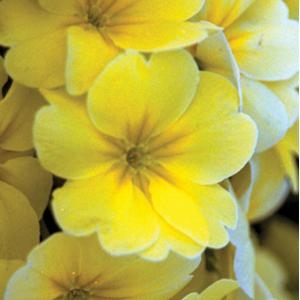 Primula x polyantha Primrose 'Supernova Yellow'